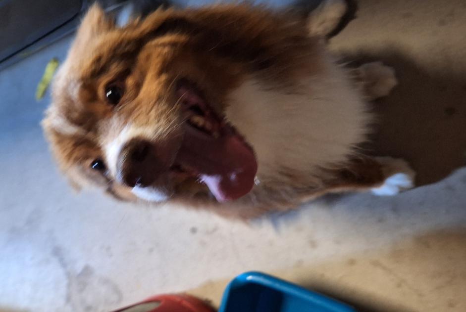 Fundmeldung Hund Männliche Grosbreuil Frankreich