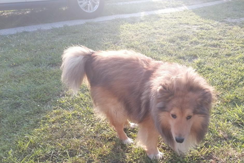 Discovery alert Dog  Male Les Sables-d'Olonne France