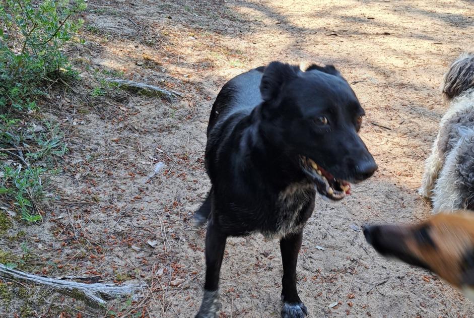Alerte Découverte Chien croisement  Femelle Les Sables-d'Olonne France