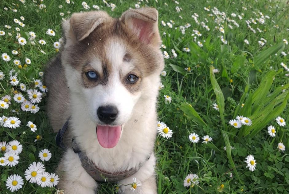 Alerte Disparition Chien croisement  Mâle , 0 ans Les Sables-d'Olonne France