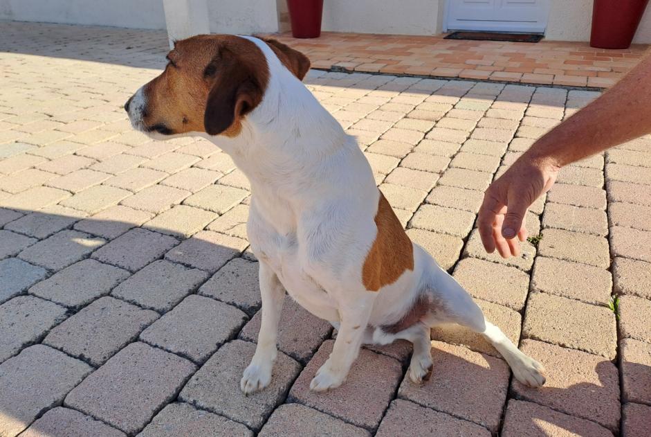 Alerte Découverte Chien Mâle Angles France Alerte Découverte Chien Mâle Angles France