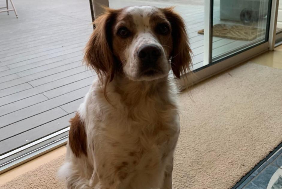 Alerte Disparition Chien Mâle , 7 ans Talmont-Saint-Hilaire France Alerte Disparition Chien Mâle , 7 ans Talmont-Saint-Hilaire France