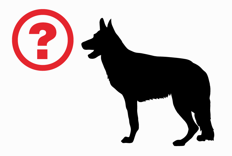 Alerte Découverte Chien Femelle Thorigny France